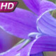 Field Of Bright Purple Bells - VideoHive Item for Sale