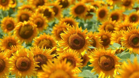 Beautiful Sunflower Flower on the Background of a Yellow Field