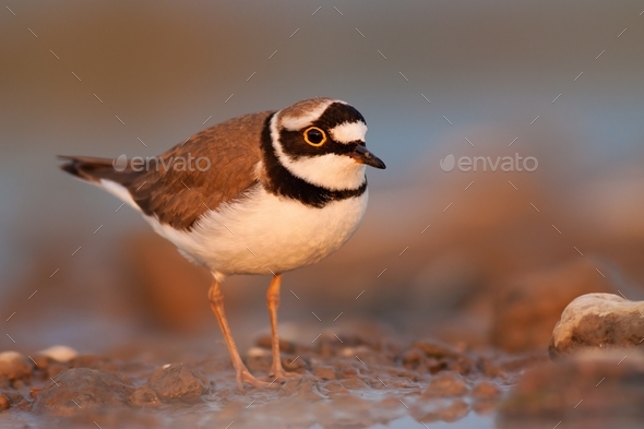 Close-up of little ringed plover, Charadrius dubius at sunset with copy space - Stock Photo - Images