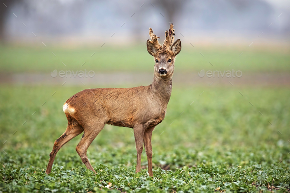 Roe deer, capreolus capreolus, buck with big antlers covered in velvet - Stock Photo - Images