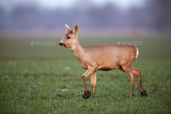 Roe deer, capreolus capreolus, doe walking on a field with mud on hoof - Stock Photo - Images