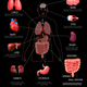 Realistic Human Internal Organs Infographics, Vectors