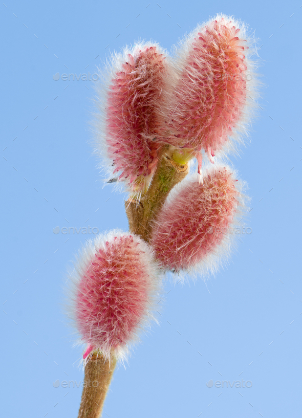 Branch of a red salix branch Stock Photo by manfredxy | PhotoDune