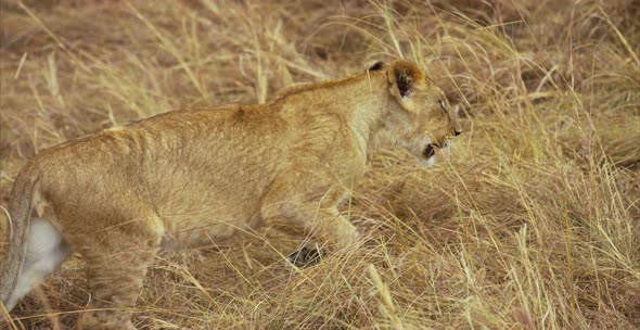 Lion walking in the savanna alt