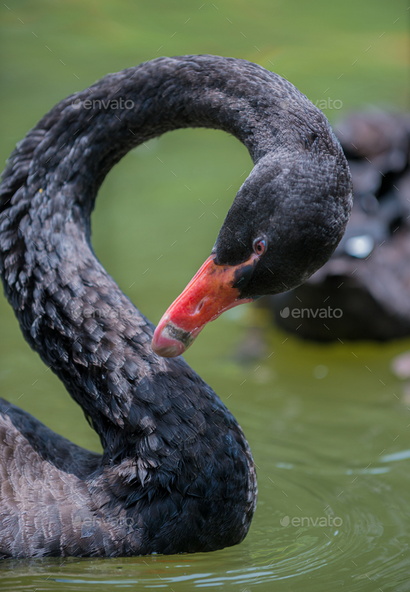 Black swan, Cygnus atratus, - Stock Photo - Images