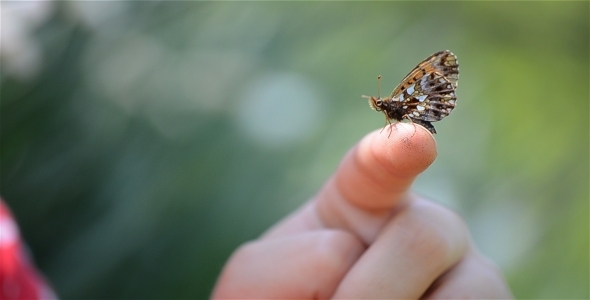 Butterfly On Finger