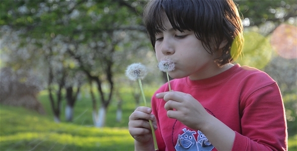 Girl And Dandelions 3