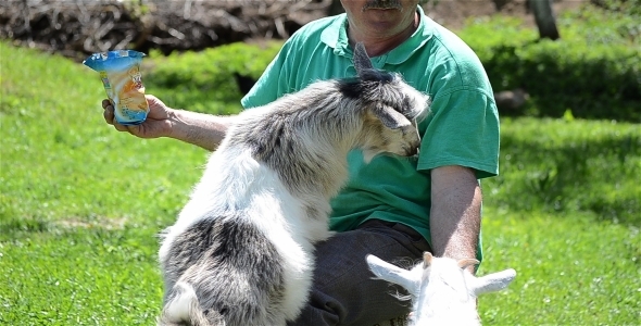 Feeding Goats 1