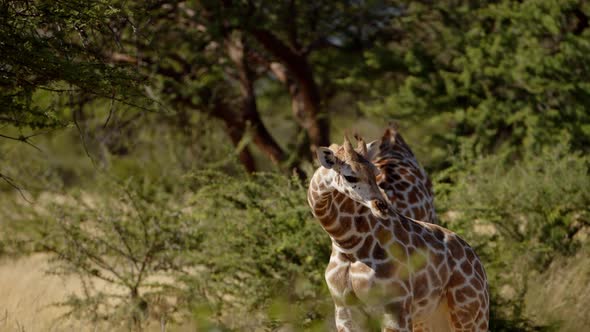 Baby Giraffe Suckles Mother in Early Morning Light alt