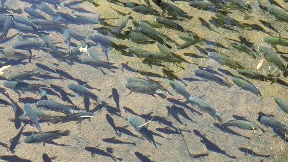 Tilapia Fish In A Pond, Stock Footage | VideoHive