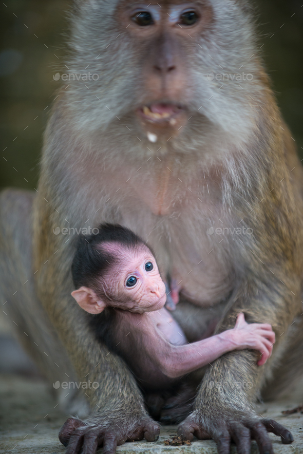 Crab eating macaque, Macaca fascicularis Mother and a baby - Stock Photo - Images