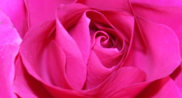 Pink Rose Collection