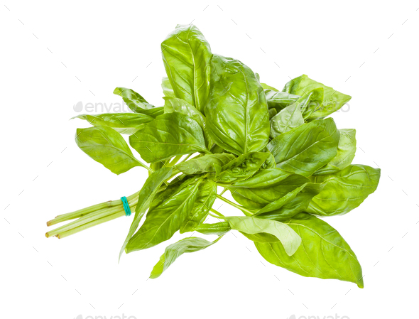 wet bunch of fresh green basil herb isolated Stock Photo by vvoennyy