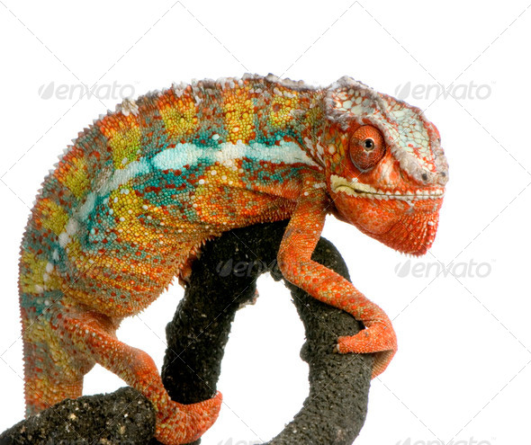 Chameleon Furcifer Pardalis - Stock Photo - Images