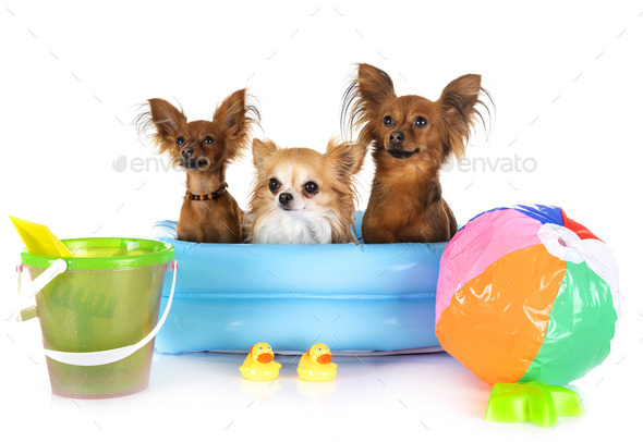 Russkiy Toy and chihuahua - Stock Photo - Images