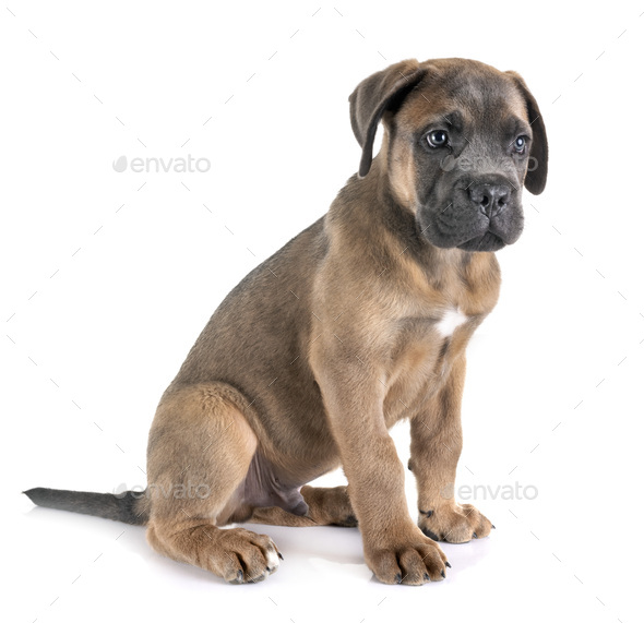 Puppy Cane Corso