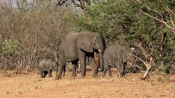 Mother African Elephant Walking By With Two Calves, Botswana