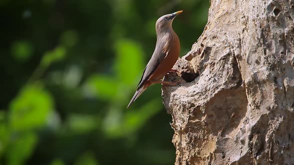 Chestnut-tailed starling in Bardia national park, Nepal alt