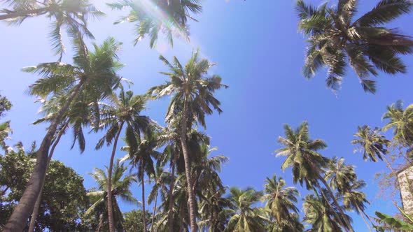Coconut Palm Trees Against the Sun and Blue Sky alt