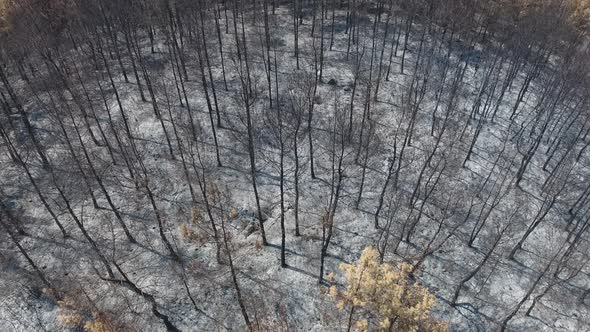 Dried Trees that Turned to Ash the Day After the Forest Fire alt