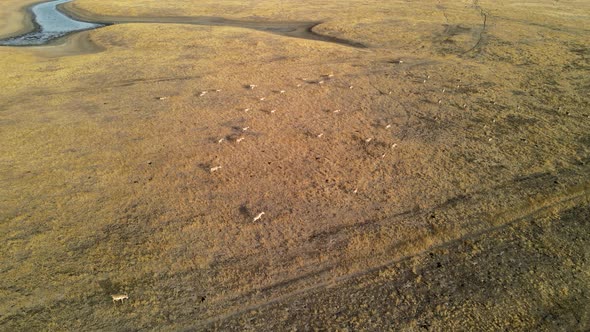 Wild Saiga Antelope Running. Herd of Antelope Running on Steppes To River.  Hdr Slow Motion alt