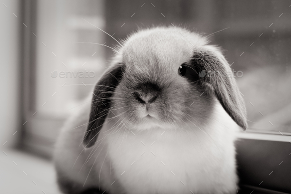 mini lop bunny