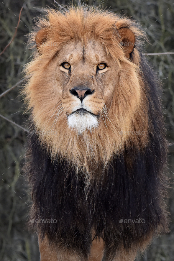 Lion (Panthera leo) - Stock Photo - Images
