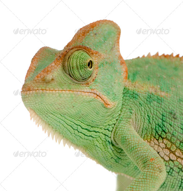 Yemen Chameleon - chamaeleo calyptratus - Stock Photo - Images