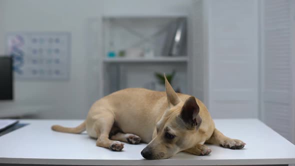 Sad Homeless Dog Lying on Table at Animal Shelter Clinic, Pet Examination, Help alt