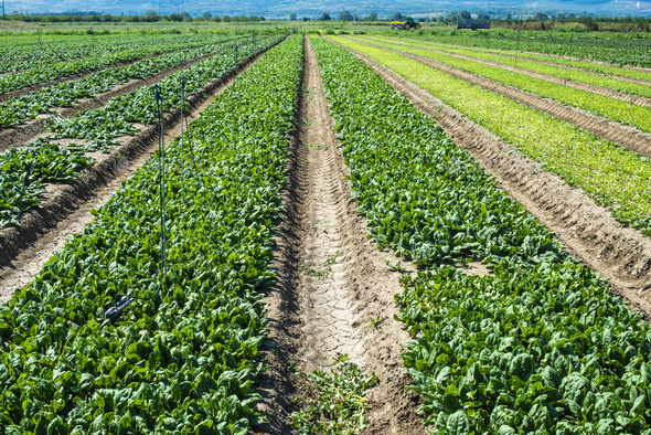 Spinach Farm. Organic Spinach Leaves On The Field. Stock Photo By 