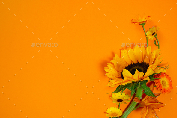 Bright Autumn Background with Sunflower Stock Photo by AlinaKho | PhotoDune