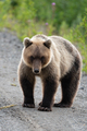 Full-Length Portrait of Terrible Hungry Kamchatka Brown Bear Looking at Camera - PhotoDune Item for Sale