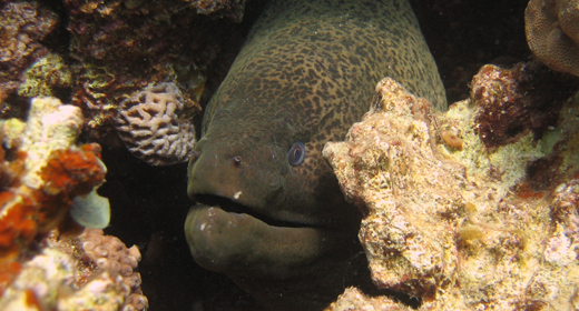 Tropical Underwater Moray