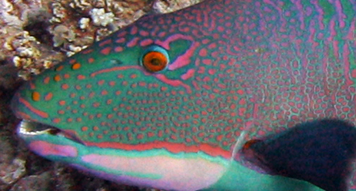 Tropical Underwater Sea Fish