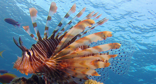 Underwater Fish Reef Marine Lion-Fish