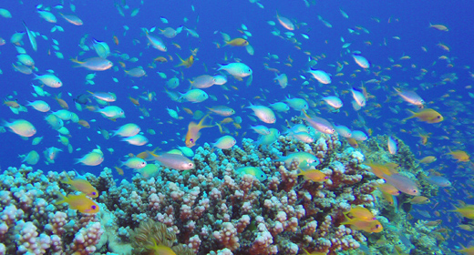 Underwater Tropical Blue-Green Fish