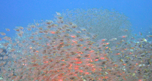 Underwater Tropical Sweepers Glass-Fish