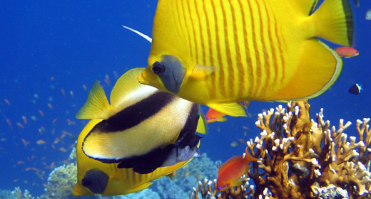 Tropical Fish Reef Marine