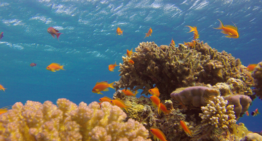 Tropical Blue Sea Fish