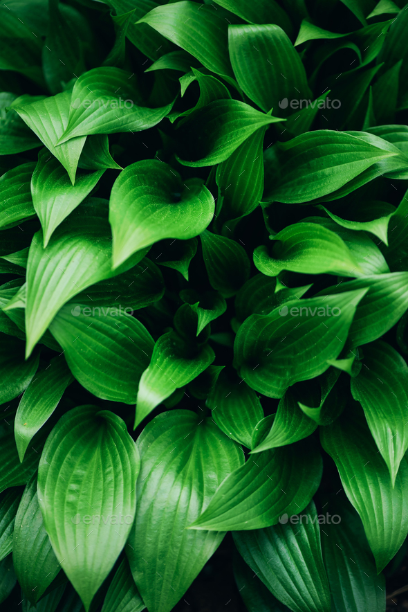 Green Leaves Texture Tropical Leaf Background Banner Top View Stock Photo By Jchizhe