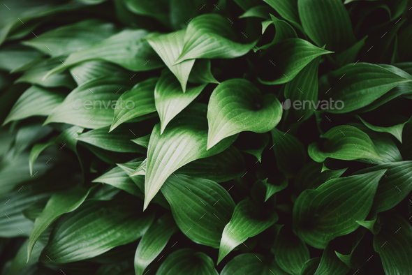 Fresh green foliage. Leaves background. Green dynamic backdrop for your design. Tropical leaf - Stock Photo - Images