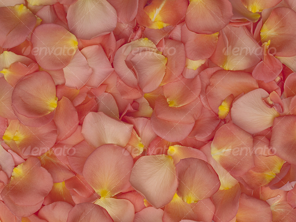 Rose Petals Texture Background - Nature Textures