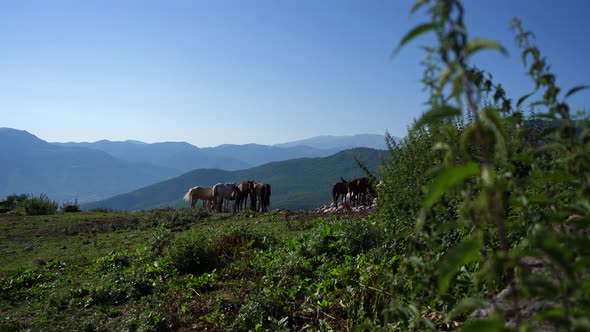 Wild animals in nature. Free horses in  mountains.   alt