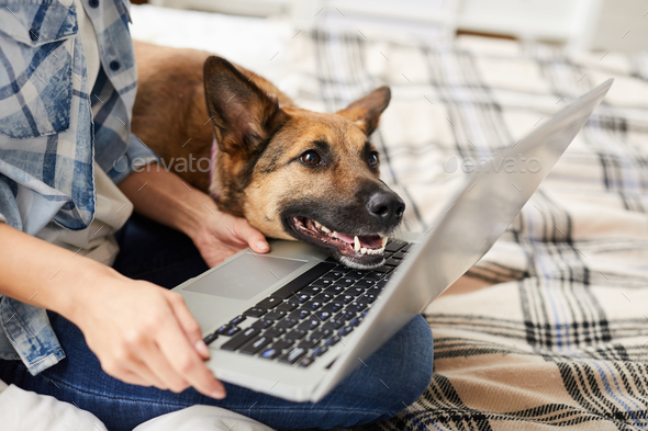 Dog Looking at Laptop Screen - Stock Photo - Images