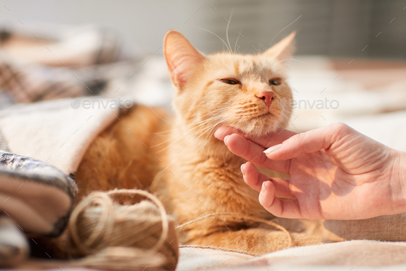 Young Woman Stroking Ginger Cat - Stock Photo - Images
