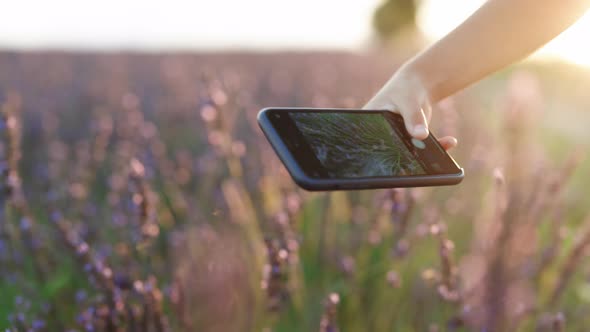 Unrecognizable Girl Using Smartphone to take Photos of Lavender Fields