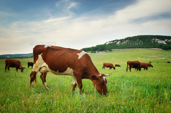 Cow in meadow. - Stock Photo - Images