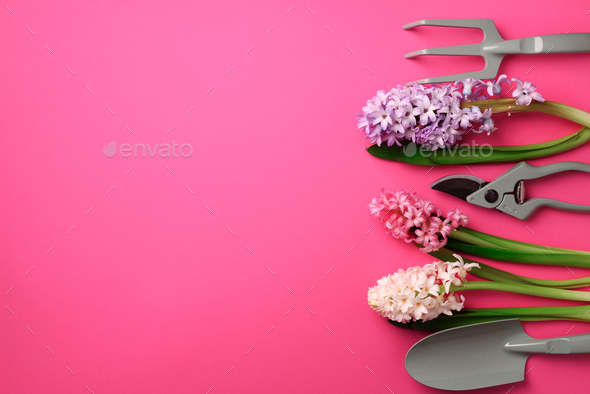 Garden pruner, rake, with flowers on pink punchy pastel background. Banner with copy space. Spring - Stock Photo - Images
