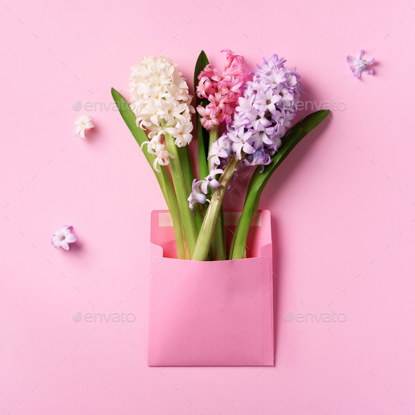 Spring hyacinth flowers in pink postal envelope over punchy pastel background with copy space. Top - Stock Photo - Images