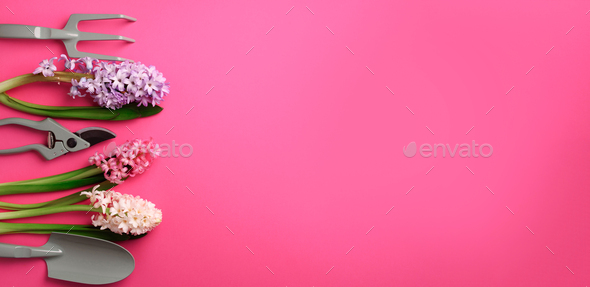 Garden pruner, rake, with flowers on pink punchy pastel background. Banner with copy space. Spring - Stock Photo - Images